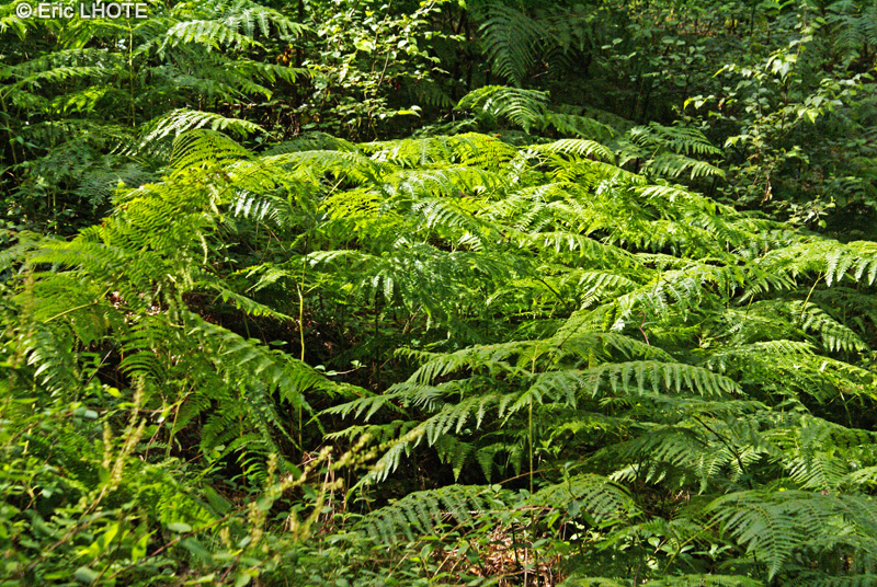 Pteridaceae - Pteridium aquilinum - Pt&eacute;ris aigle, Foug&egrave;re-aigle