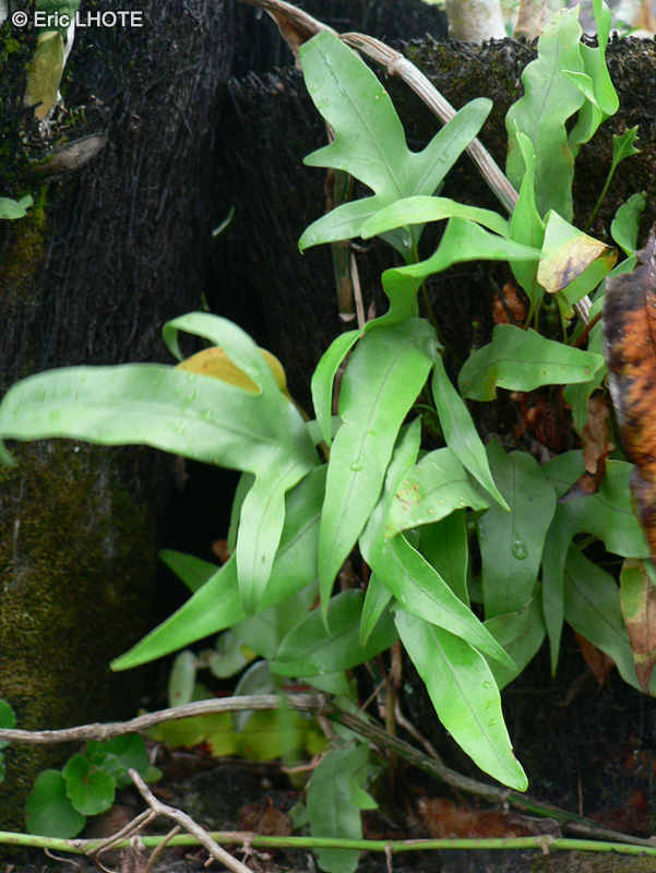  - Pteris cretica - 