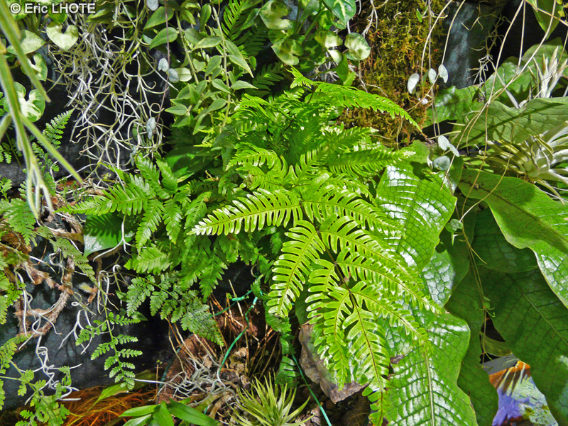 Pteridaceae - Pteris lidgatii - Ptéris