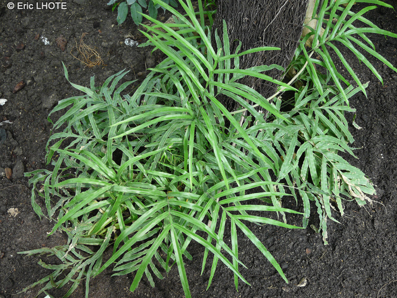 Pteridaceae - Pteris multifida - Ptéride multifide