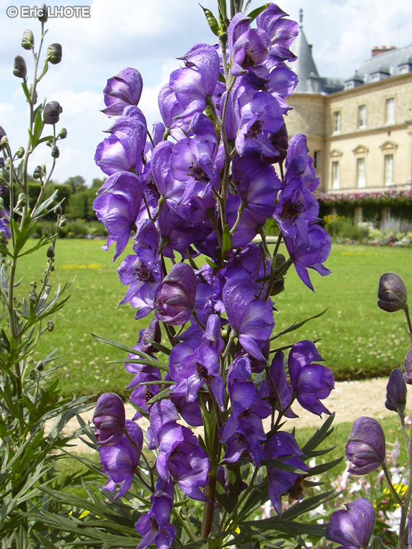  - Aconitum napellus - 