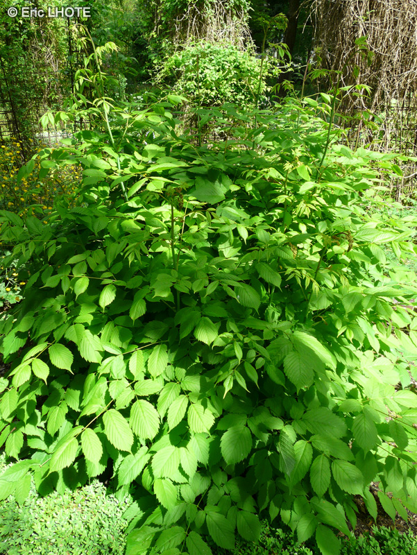 Ranunculaceae - Actea spicata - Actée