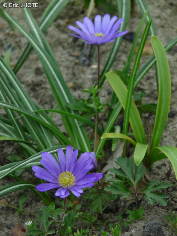 Ranunculaceae - Anemone apennina - Anémone des apennins