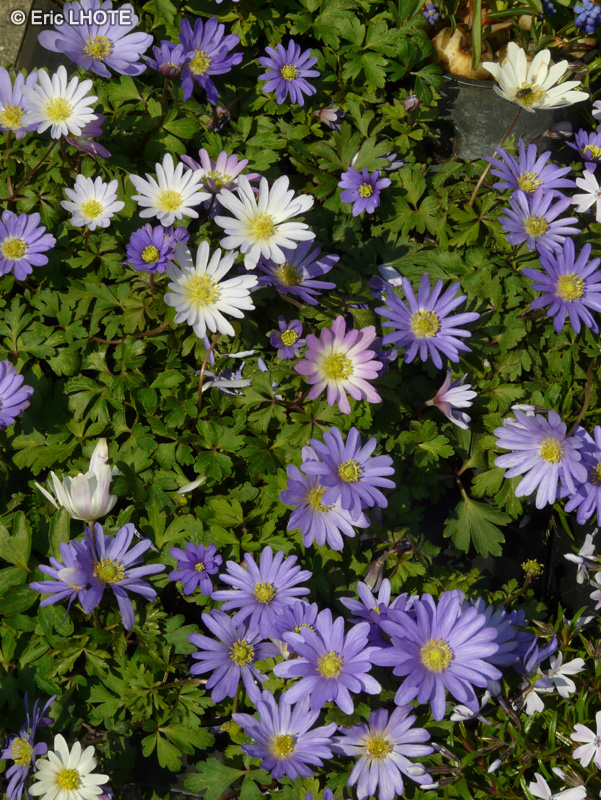 Ranunculaceae - Anemone blanda - An&eacute;mone de Gr&egrave;ce