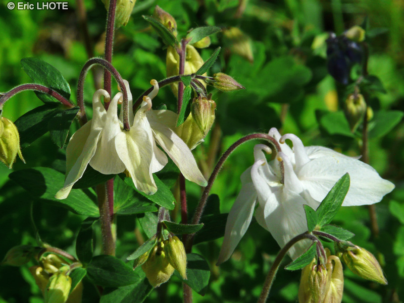 Ranunculaceae - Aquilegia viscosa ssp. hirsutissima - Ancolie des Causses, Ancolie visqueuse