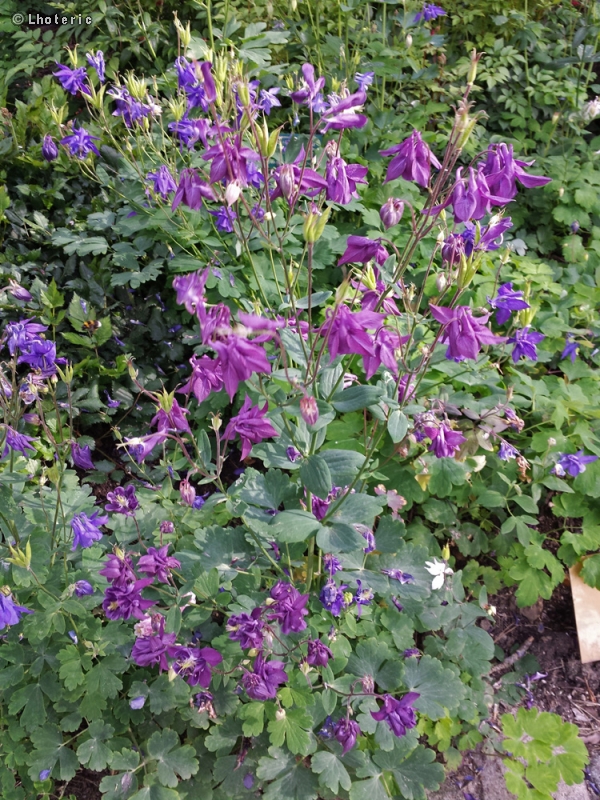  - Aquilegia vulgaris - 