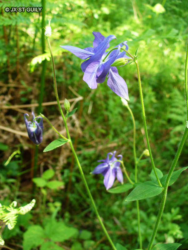 Ranunculaceae - Aquilegia vulgaris - Ancolie commune