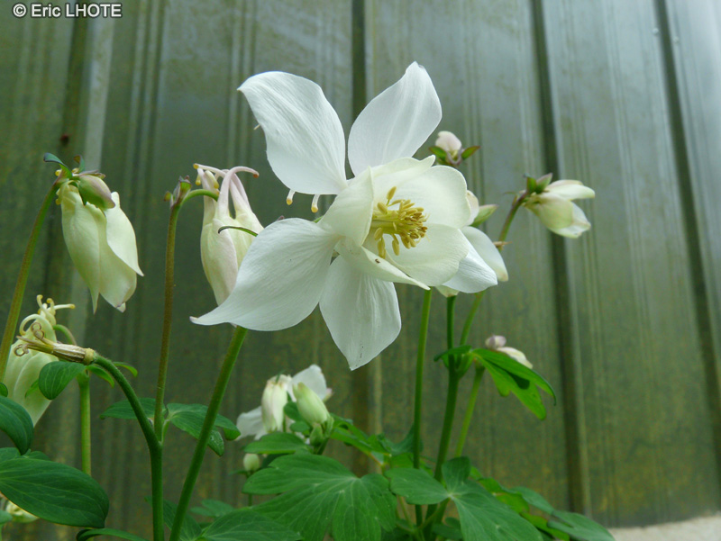 Ranunculaceae - Aquilegia x vulgaris - Ancolie commune