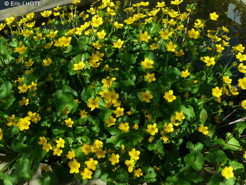  - Caltha palustris - 