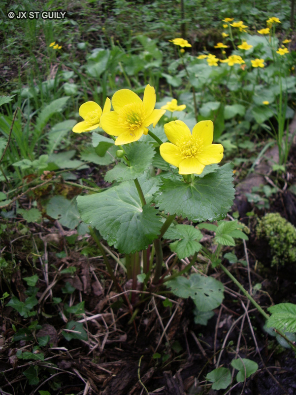  - Caltha palustris - 