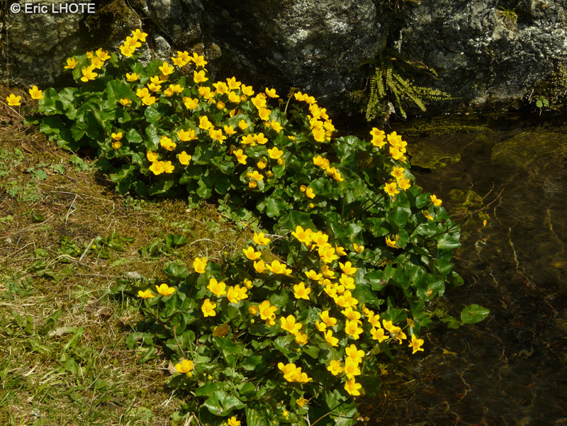  - Caltha palustris - 