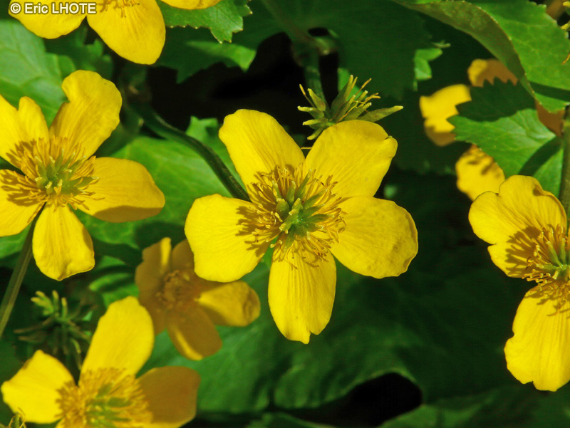 Ranunculaceae - Caltha palustris - Caltha des marais, Populage, Souci d’eau