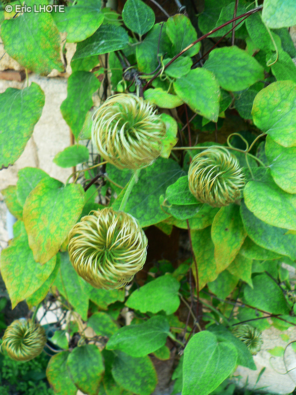 Ranunculaceae - Clematis Jackmanii - Cl&eacute;matite de Jackman