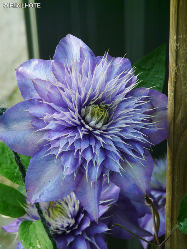 Ranunculaceae - Clematis Joséphine - Clématite Joséphine