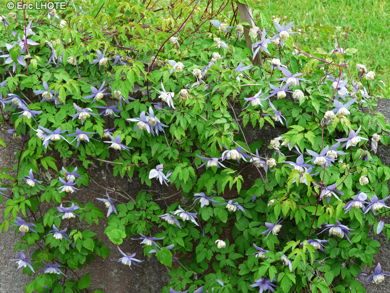 Ranunculaceae - Clematis alpina - Cl&eacute;matite des Alpes