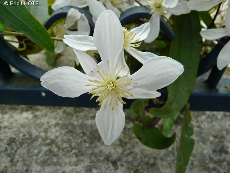 - Clematis montana - 