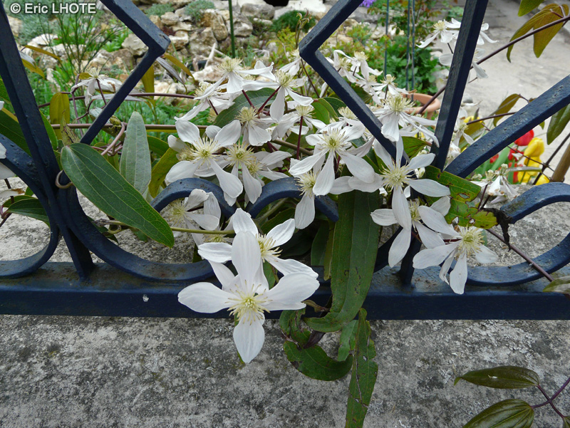  - Clematis montana - 