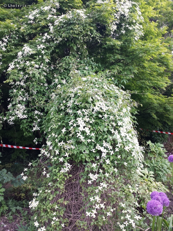  - Clematis montana - 