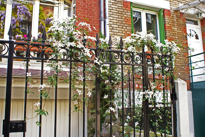 Ranunculaceae - Clematis montana - Cl&eacute;matite des montagnes