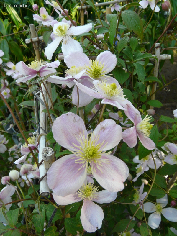  - Clematis montana Rubens - 