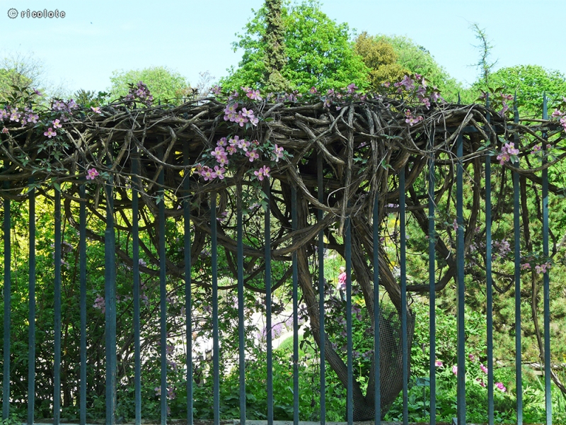  - Clematis montana Rubens - 