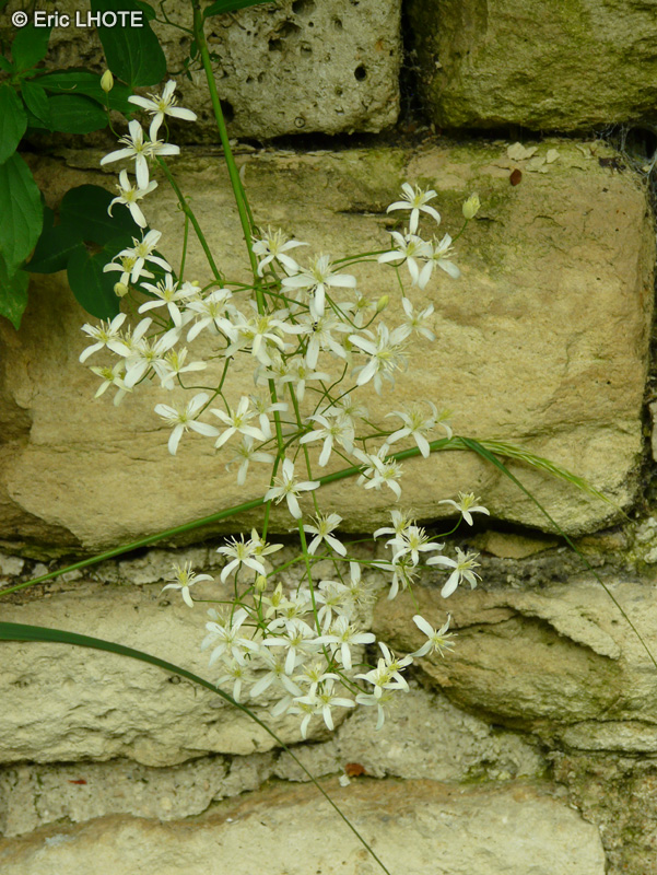 - Clematis recta - 