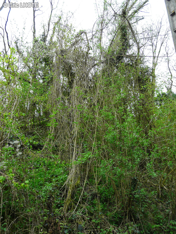  - Clematis vitalba - 