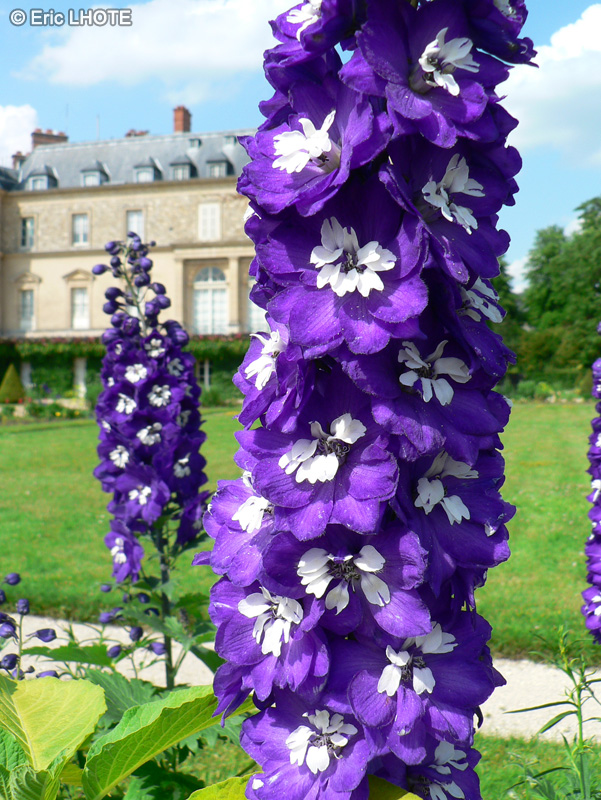  - Delphinium Blue Bird - 