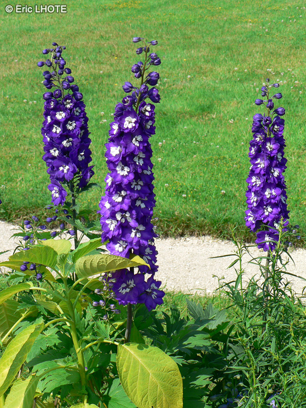 Ranunculaceae - Delphinium Blue Bird - Pied d’alouette, Dauphinelle