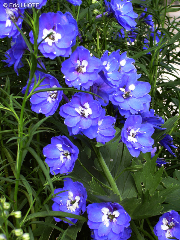  - Delphinium Blue Heaven - 