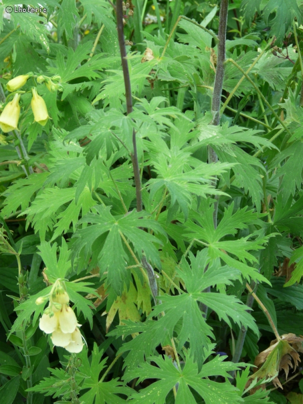 Ranunculaceae - Delphinium elatum - Dauphinelle élevée