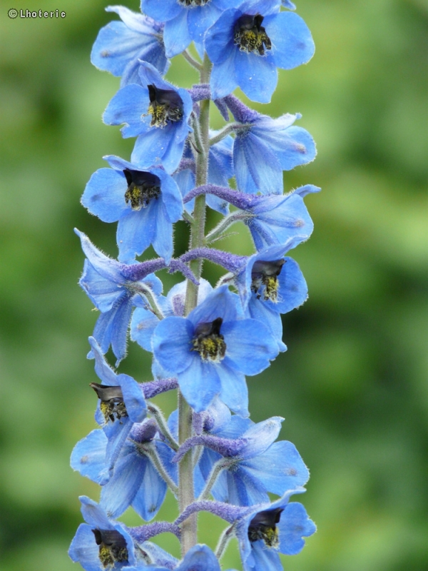  - Delphinium elatum - 