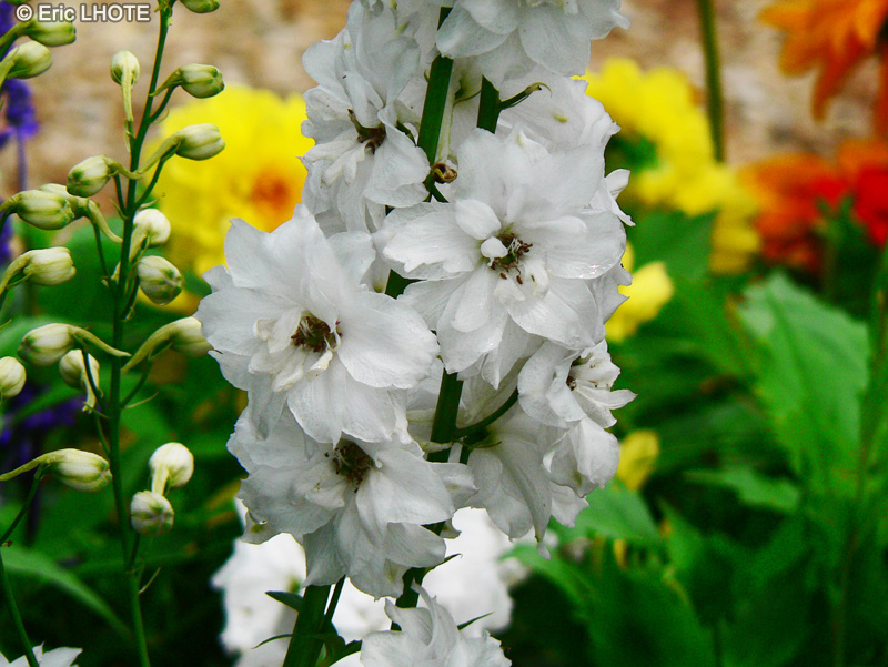 Ranunculaceae - Delphinium elatum Galahad - Dauphinelle, Pied d’alouette