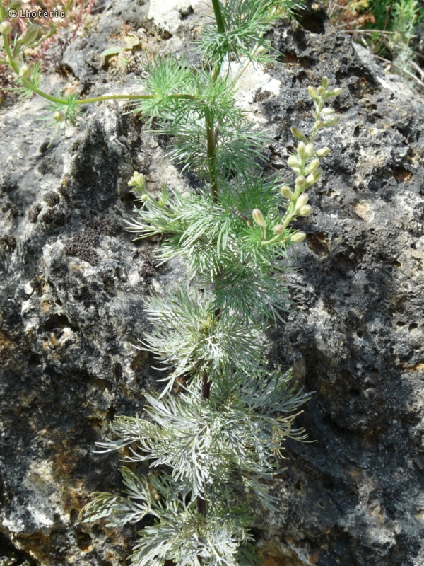  - Delphinium fissum - 