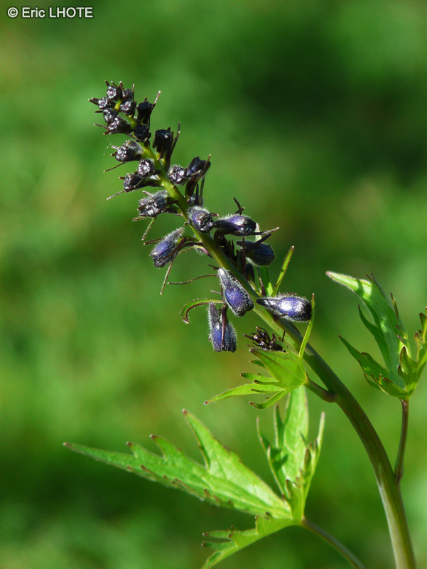  - Delphinium formosum - 