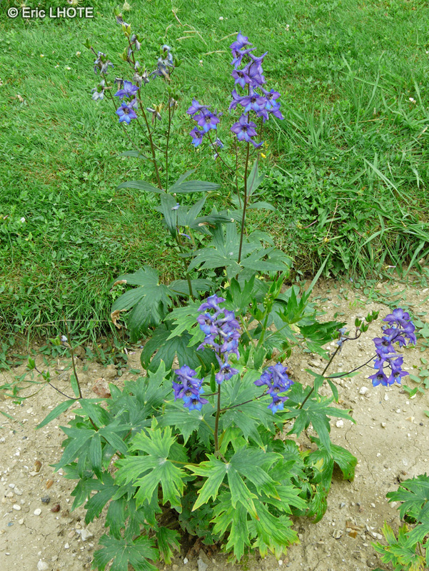  - Delphinium formosum - 
