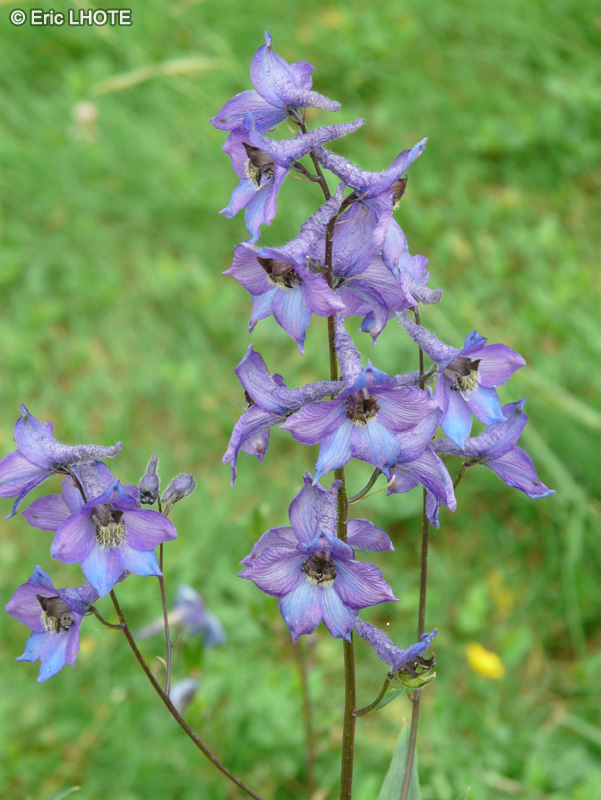  - Delphinium formosum - 