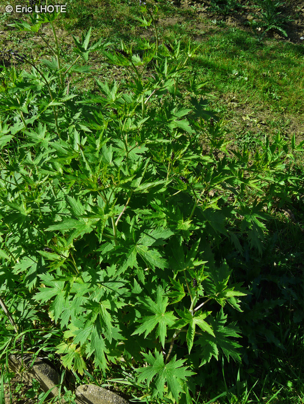 Ranunculaceae - Delphinium formosum - Dauphinelle, Pied d’Alouette