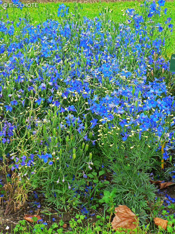 Ranunculaceae - Delphinium grandiflorum - Dauphinelle &agrave; grandes fleurs, Pied d&rsquo;alouette &agrave; grandes fleurs