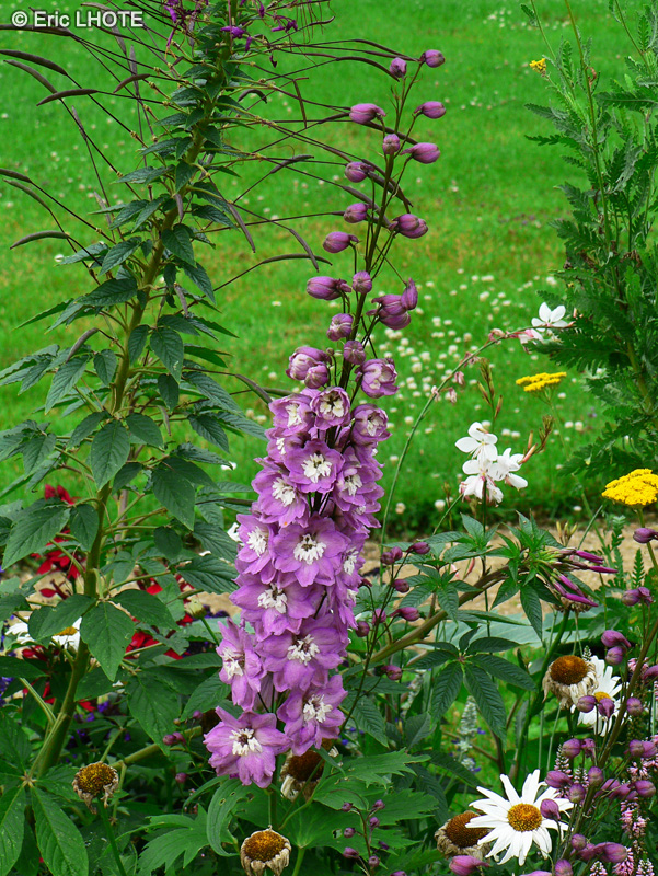  - Delphinium x elatum - 