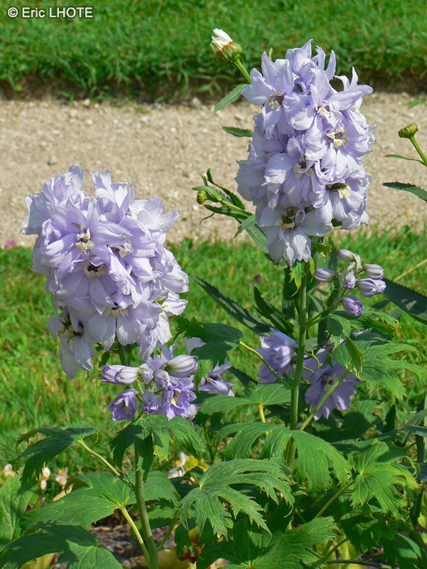  - Delphinium x elatum - 