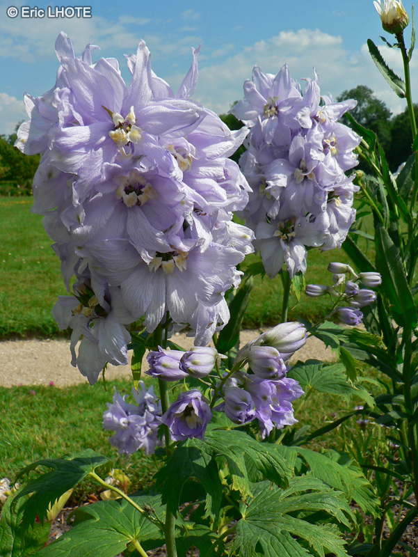  - Delphinium x elatum - 