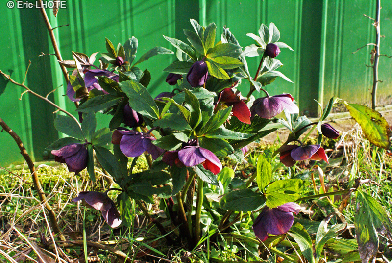 Ranunculaceae - Helleborus Dark Shadows - Hell&eacute;bore