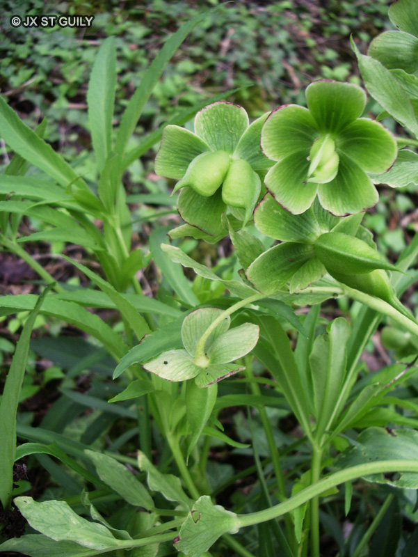  - Helleborus foetidus - 