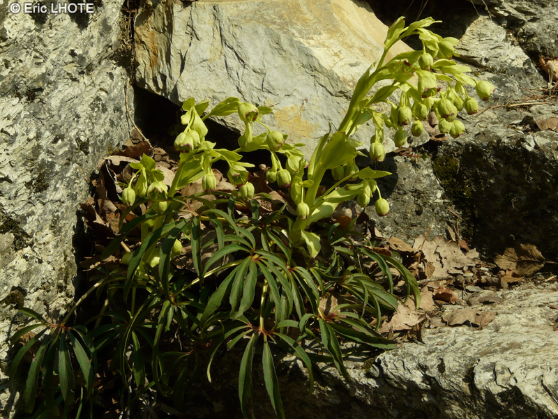  - Helleborus foetidus - 