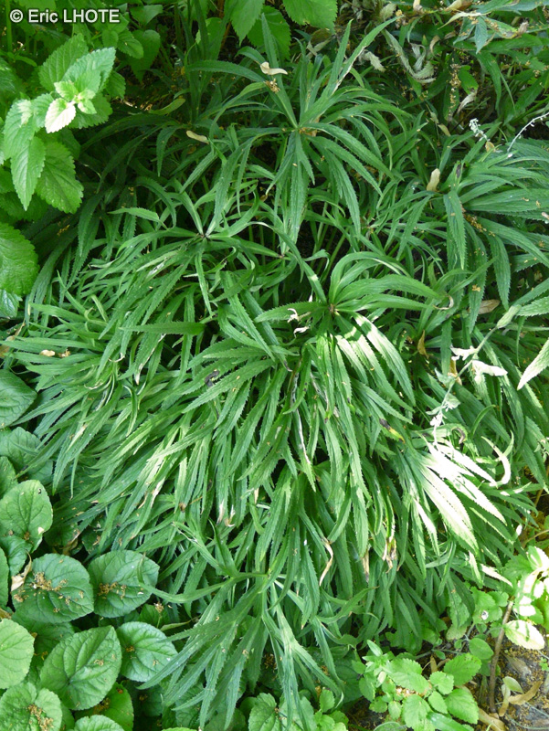  - Helleborus foetidus - 