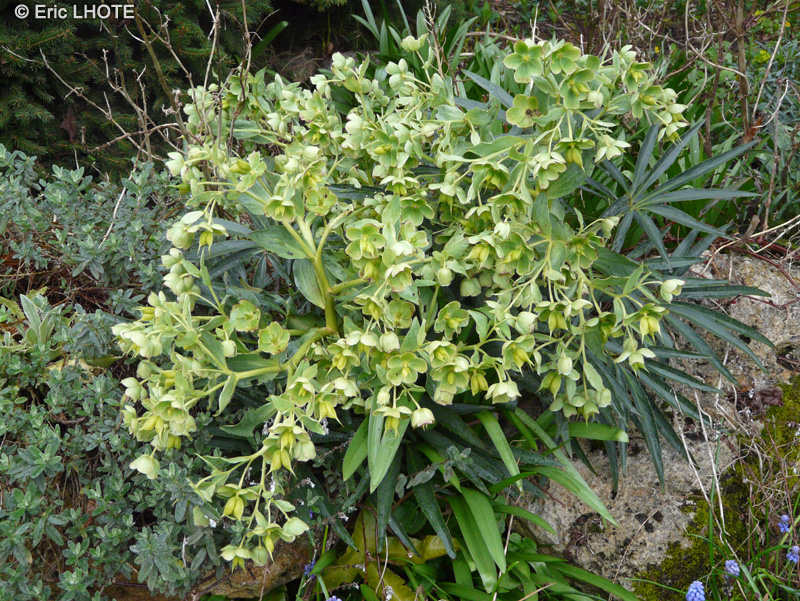  - Helleborus foetidus - 