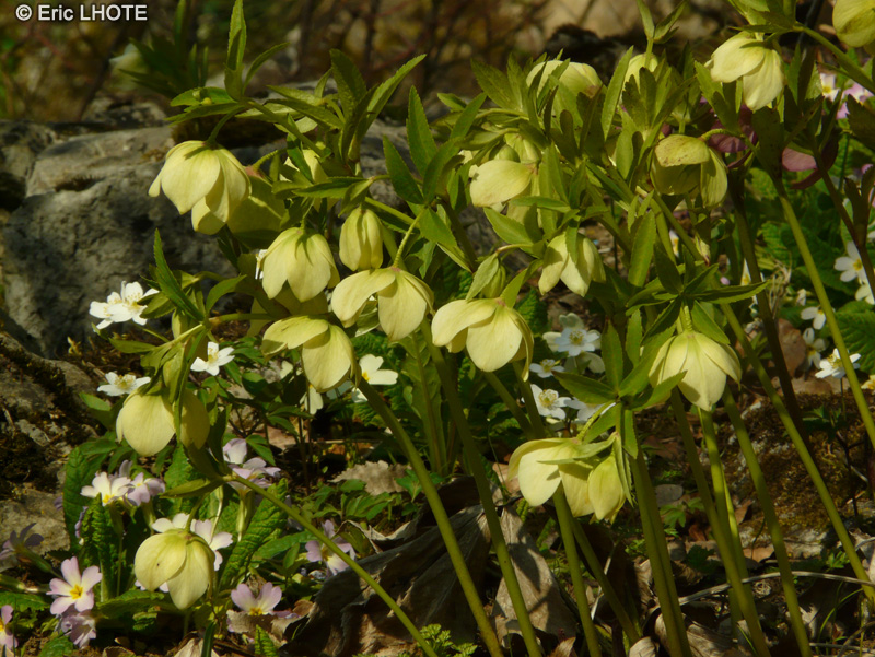  - Helleborus orientalis - 