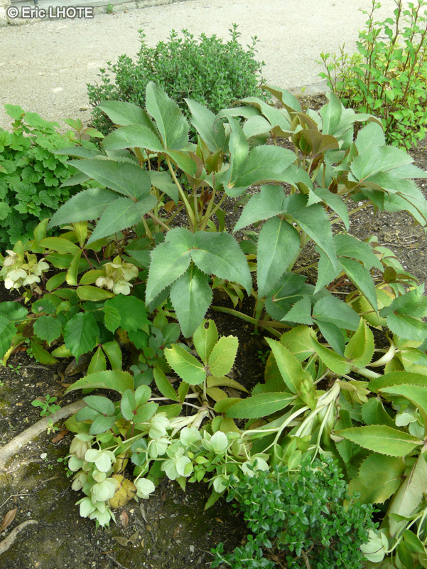 Ranunculaceae - Helleborus x sternii - Hell&eacute;bore
