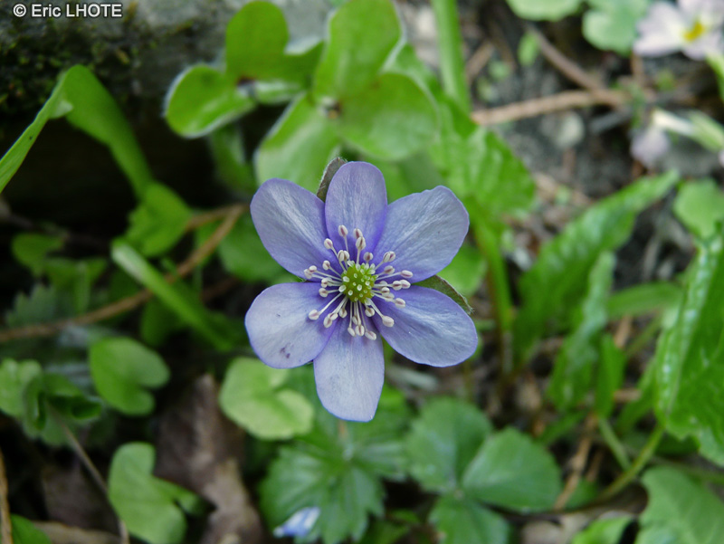 Ranunculaceae - Hepatica nobilis, Hepatica triloba - H&eacute;patique noble, H&eacute;patique &agrave; trois lobes